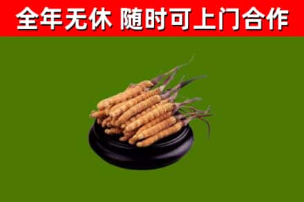 荥经烟酒回收冬虫夏草.jpg