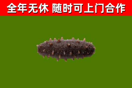 荥经烟酒回收干海参.jpg